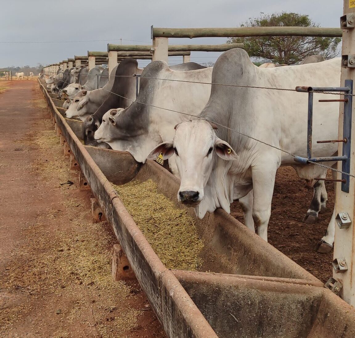 Figura 1 - Iniciativa foca na redução do impacto ambiental e aumento da competitividade dos produtores.